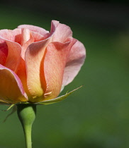 Rosa cultivar. Part view of single flower.