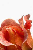 Rosa cultivar. Close cropped view of single flower showing delicate network of veining across petals.