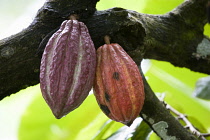 West Indies, Windward Islands, Grenada, Unripe purple and ripening orange cocoa pods growing from the branch of a cocoa tree.