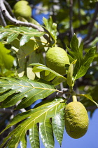 West Indies, Windward Islands, Grenada Breadfruit growing on a tree.