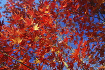 Red and orange leaves of Japanese maple in Autumn against blue sky.