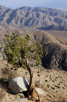 USA, California, Joshua Tree National Park, Twisted tree and mountain scenery from Keys View.