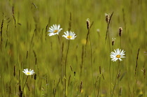 Ox-eye daisy, Leucanthemum vulgare, growing amonst wild grasses.