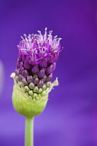 Umbellifer flower head of Allium Hollandicum Purple Sensation emerging from protective green bracts in tight cluster of buds, fully open at top and fading from purple to closed and green at base.