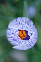 Crocus vernus. View from above into opening Crocus with bright orange stamen encircled by blue, veined petals.