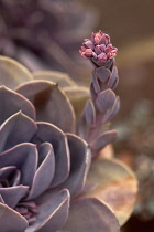 Echeveria Perle von Nurnberg. Succulent plant with rosette of purplish grey leaves and raceme with cluster of red flowers.