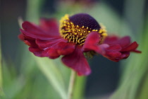 Helenium Rubinzwerg. Single flower with dark red petals surrounding brown centre.