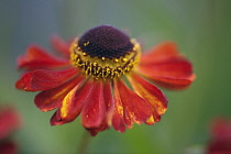 Helenium Rubinzwerg. Single flower with dark red petals streaked with yellow surrounding brown centre.