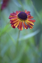 Helenium Rubinzwerg. Single flower with dark red petals streaked with yellow surrounding brown centre.