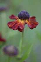 Helenium Rubinzwerg. Single flower with dark red petals streaked with yellow surrounding brown centre and scattered with raindrops.