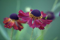 Helenium Rubinzwerg. Two flowers with dark red petals surrounding brown centre.