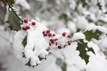 Holly, Ilex aquifolium. Stem with leaves and berries in snow.