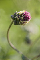 Salad burnet, Sanguisorba minor. Close view of single flower spike on curved stem.