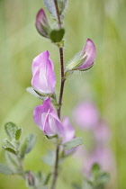 Ononis arvensis, single stem of pea-like flowers.