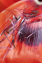 Oriental poppy, Papaver orientale. Close view of scarlet petal, marked with black and scattered with detached stamens.