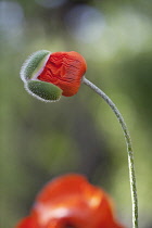 Oriental poppy, Papaver orientale. Single flower with tightly crumpled petals emerging from hairy, protective casing.