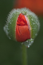 Oriental poppy, Papaver orientale. Single flower with tightly crumpled petals emerging from hairy, protective casing scattered with rain drops.