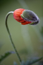 Oriental poppy, Papaver orientale. Single flower with tightly crumpled petals emerging from hairy, protective casing scattered with rain drops.