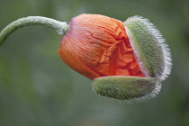 Oriental poppy, Papaver orientale. Single flower with crumpled petals emerging from hairy, protective casing.