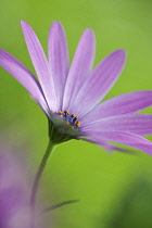 Oesteopermum Giles Gilby. Single flower on narrow stem, turned away.