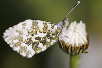 Orange tip butterfly, Anthocharis cardamines, on bud of Ox-eye daisy showing mottled underside of wings.