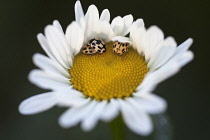 Three Harlequin ladybirds on yellow centre of Ox-eye daisy.