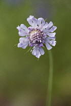 Pincushion-like flowerhead of Scabiosa columbaria.