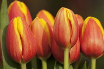 Tulip Kees Nelis Triumph. Grouping of several orange flowers.