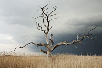 Dead Elm tree, Ulmus procera, standing against grey, cloudy sky in open area of reeds.