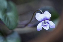 Viola riviniana Purpurea Group. Single flower with veined, purple petals.