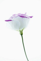 Eustoma cultivar, Individual flower with white petals edged with pink.