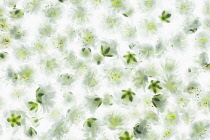 Gypsophila Paniculata ?Blancanieves?, Single flower heads combined in a small area to create a carpet of green - white flowers.