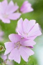 Cashmir mallow Lavatera cachemirianaDelicate pale pink flowers of Lavatera cachemiriana.