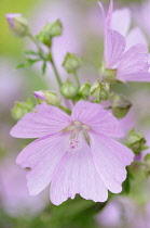 Delicate pale pink flowers of Lavatera cachemiriana. Two fully open in foreground with cluster of buds behind.