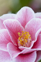 Single pink flower of Camelia japonica 'Yours Truly' with delicate veining extending over petals and yellow centre.