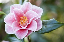 Single pink flower of Camelia japonica 'Yours Truly' with delicate veining extending over petals and yellow centre.