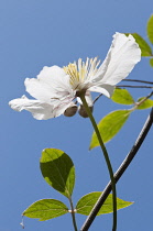 Single, pale pink - white flower of Clematis montana in bright sunlight against cloudless blue sky.