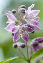 Cluster of five-petalled pale pink flowers fading to centre of Deutziz Deutzia x hybrida 'Perle Rose'.