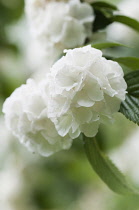 Dense, rounded flower heads of slightly flattened, white flowers of Viburnum plicatum f. tomentosum Rotundifolium.