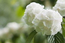 Dense, rounded flower heads of slightly flattened, white flowers of Viburnum plicatum f. tomentosum Rotundifolium.