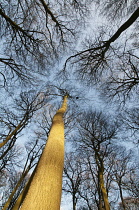 View upwards into bare branches of winter canopy of Beech trees against pale blue sky.