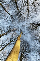 View upwards into bare branches of winter canopy of Beech trees against pale blue sky.