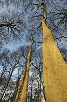 Looking up into branches of Beech trees in winter against blue sky.