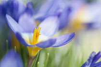 Pale purple flower of Crocus sieberi with yellow throat encircled by white from which deep yellow stamen extends.