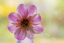 Single flower of Dahlia Mystic Dreamer, in vase placed in front of window with translucent, backlit pink petals.