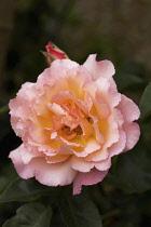 Single, open bloom of Rosa cultivar with double pink petals flushed with peach, bud partly seen behind.