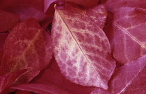 Spindle Tree, Euonymus europaeus.