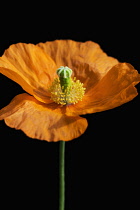 Poppy, Papaver nudicaule, Papaver croceum, Icelandic poppy.