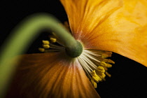 Poppy, Papaver nudicaule, Papaver croceum, Icelandic poppy.