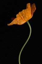 Poppy, Papaver nudicaule, Papaver croceum, Icelandic poppy.